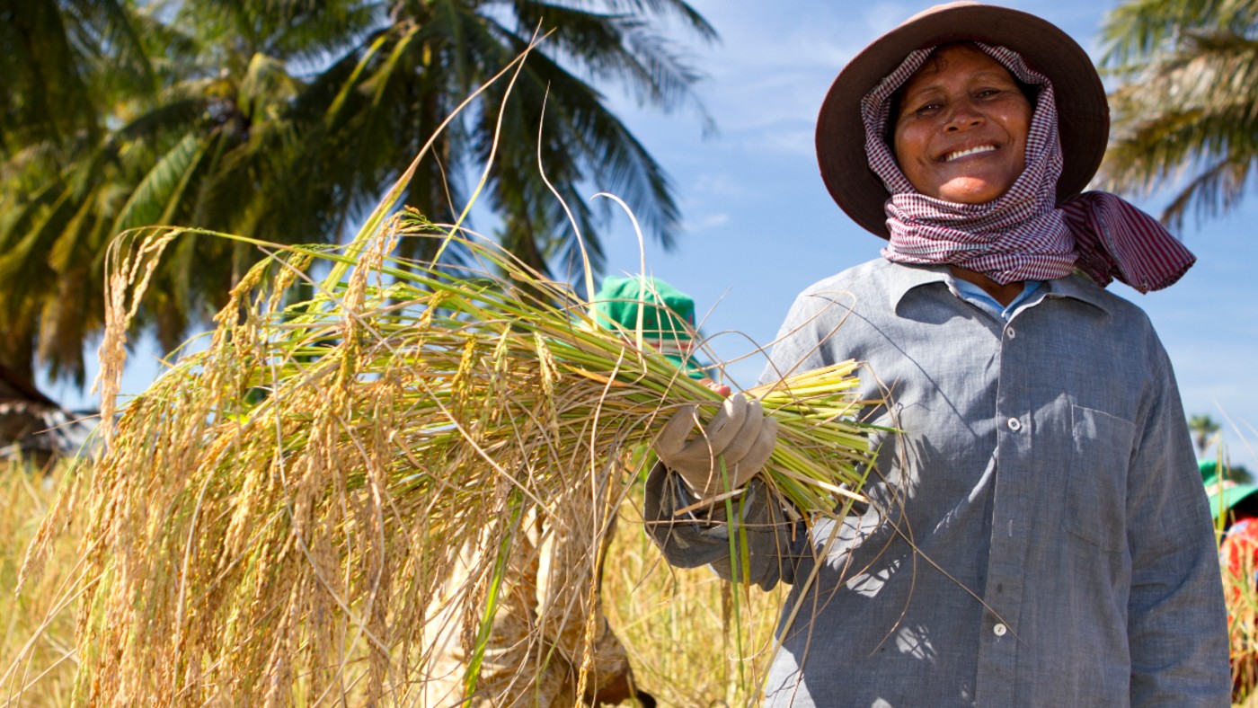 Can Solar Power Give Us Unli-Rice?